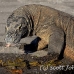 dragon_komodo_hsb_rinca_h_0689_kom2460.jpg